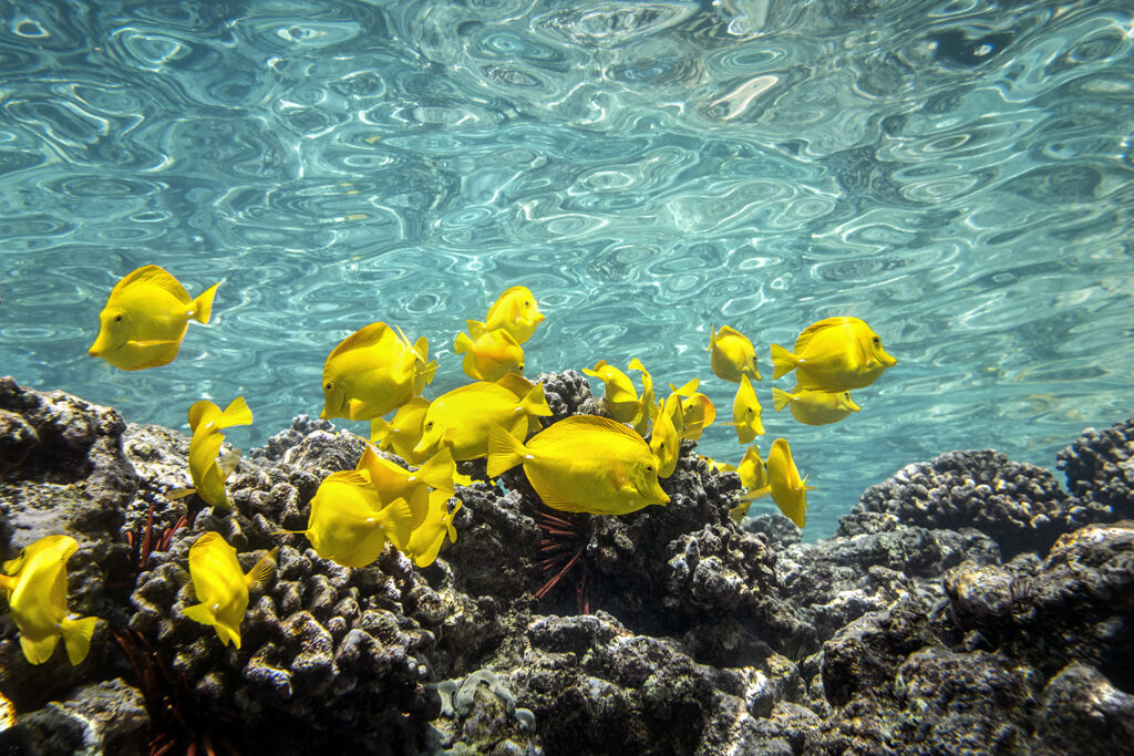 Moments from a Hawaiian dream—towering cliffs, lava-scarred lands, crystal-clear waters, and the quiet magic of the open ocean.