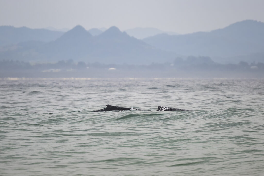 Dolphins and humpback whales interacting near the shoreline in Byron Bay, Australia — a rare rescue moment in shallow coastal waters.