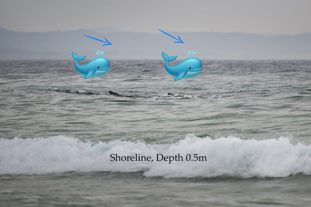 Dolphins and humpback whales interacting near the shoreline in Byron Bay, Australia — a rare rescue moment in shallow coastal waters.
