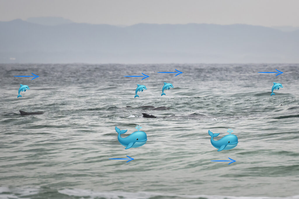 Dolphins and humpback whales interacting near the shoreline in Byron Bay, Australia — a rare rescue moment in shallow coastal waters.