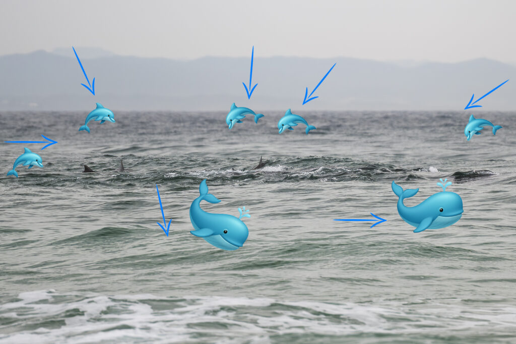 Dolphins and humpback whales interacting near the shoreline in Byron Bay, Australia — a rare rescue moment in shallow coastal waters.
