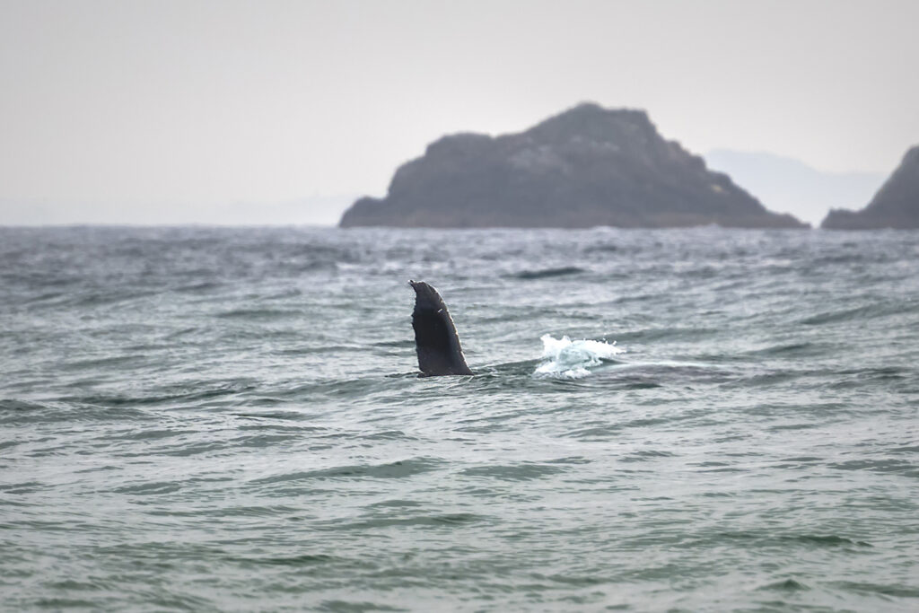 Dolphins and humpback whales interacting near the shoreline in Byron Bay, Australia — a rare rescue moment in shallow coastal waters.