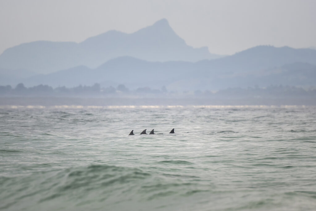 Dolphins and humpback whales interacting near the shoreline in Byron Bay, Australia — a rare rescue moment in shallow coastal waters.