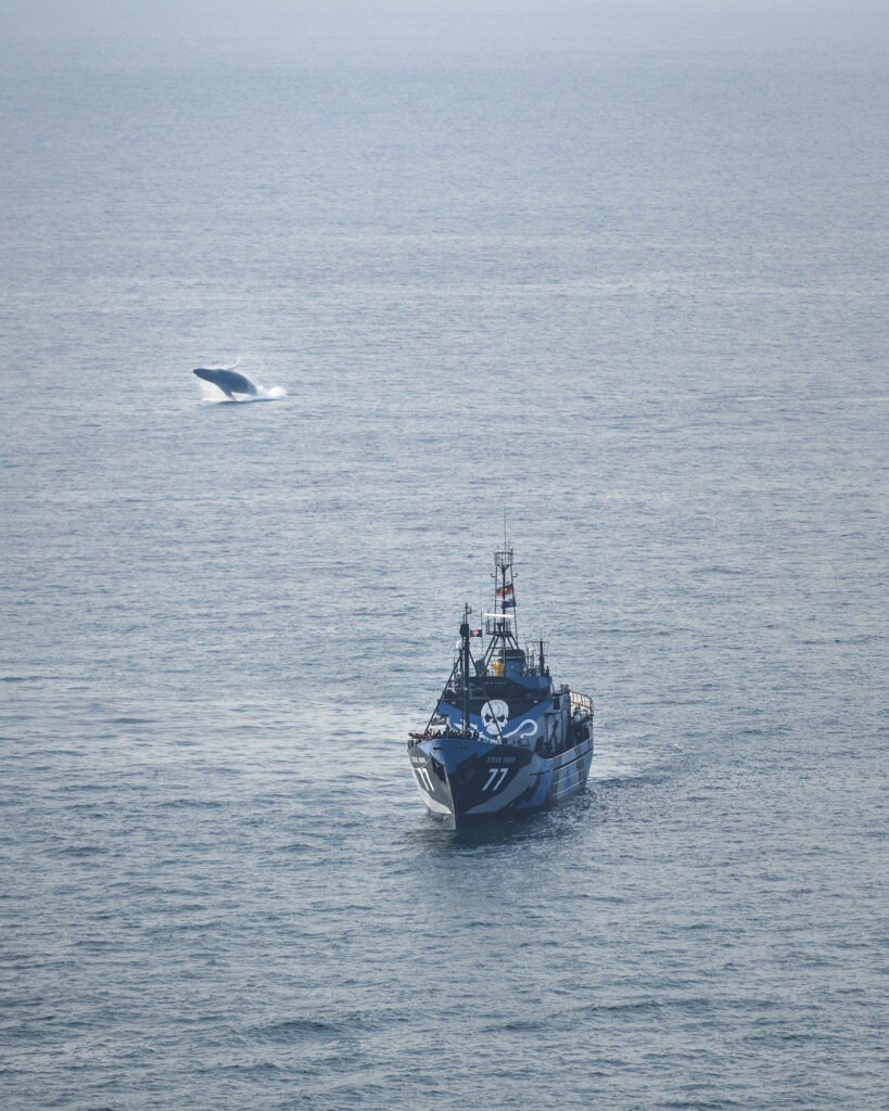 A humpback whale breaching beside the Sea Shepherd ship Steve Irwin off the coast of Byron Bay, captured during a rare and powerful ocean encounter.