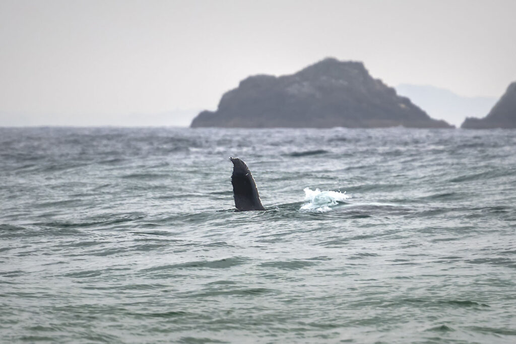 Dolphins guiding humpback whales through shallow surf near Byron Bay, Australia, documented in a remarkable marine wildlife rescue story.