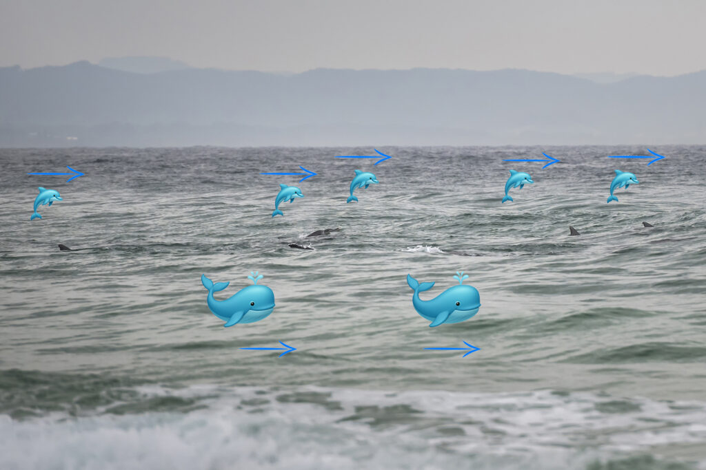 Dolphins guiding humpback whales through shallow surf near Byron Bay, Australia, documented in a remarkable marine wildlife rescue story.
