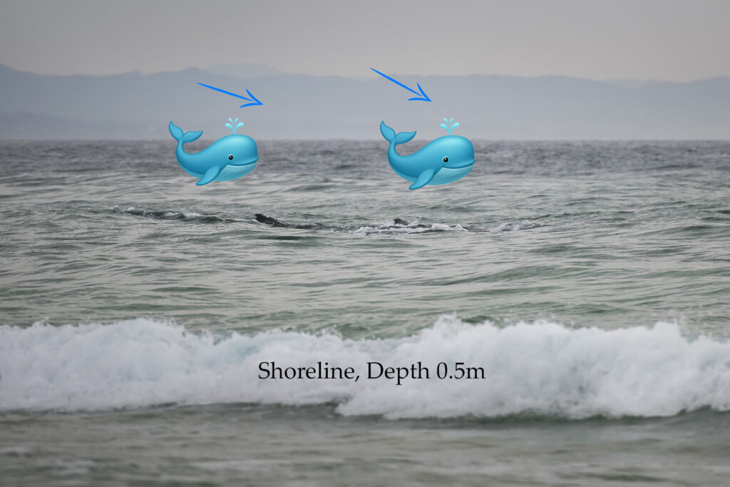 Dolphins guiding humpback whales through shallow surf near Byron Bay, Australia, documented in a remarkable marine wildlife rescue story.
