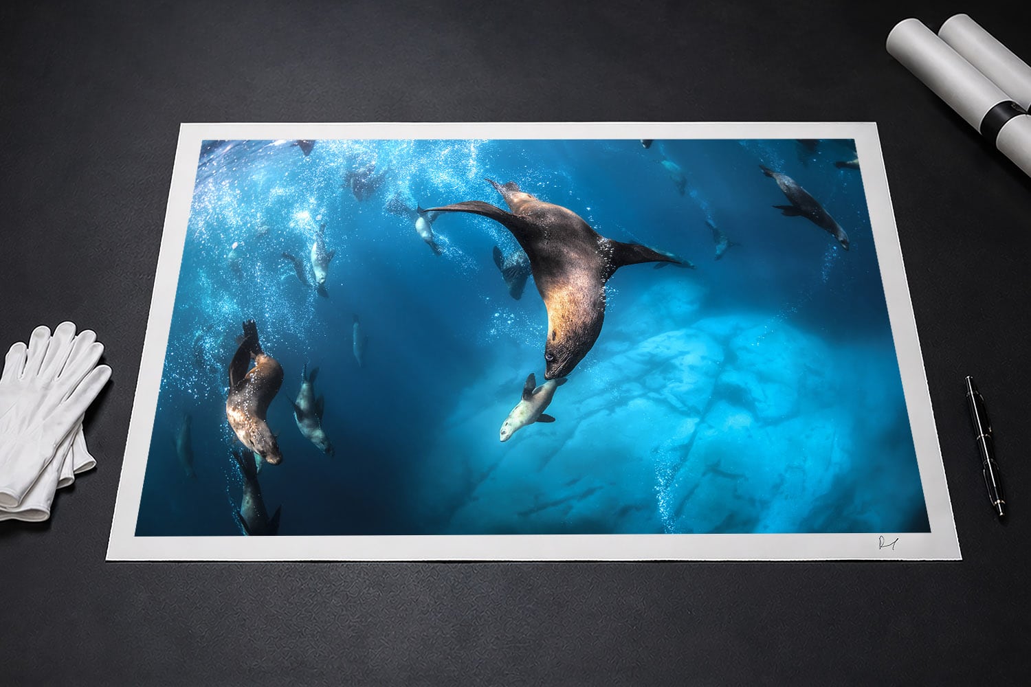 Australian fur seals swimming underwater at Montague Island, NSW, presented as a signed fine art photographic print