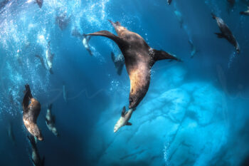 Australian fur seals swimming underwater at Montague Island, NSW, Australia, marine wildlife photography