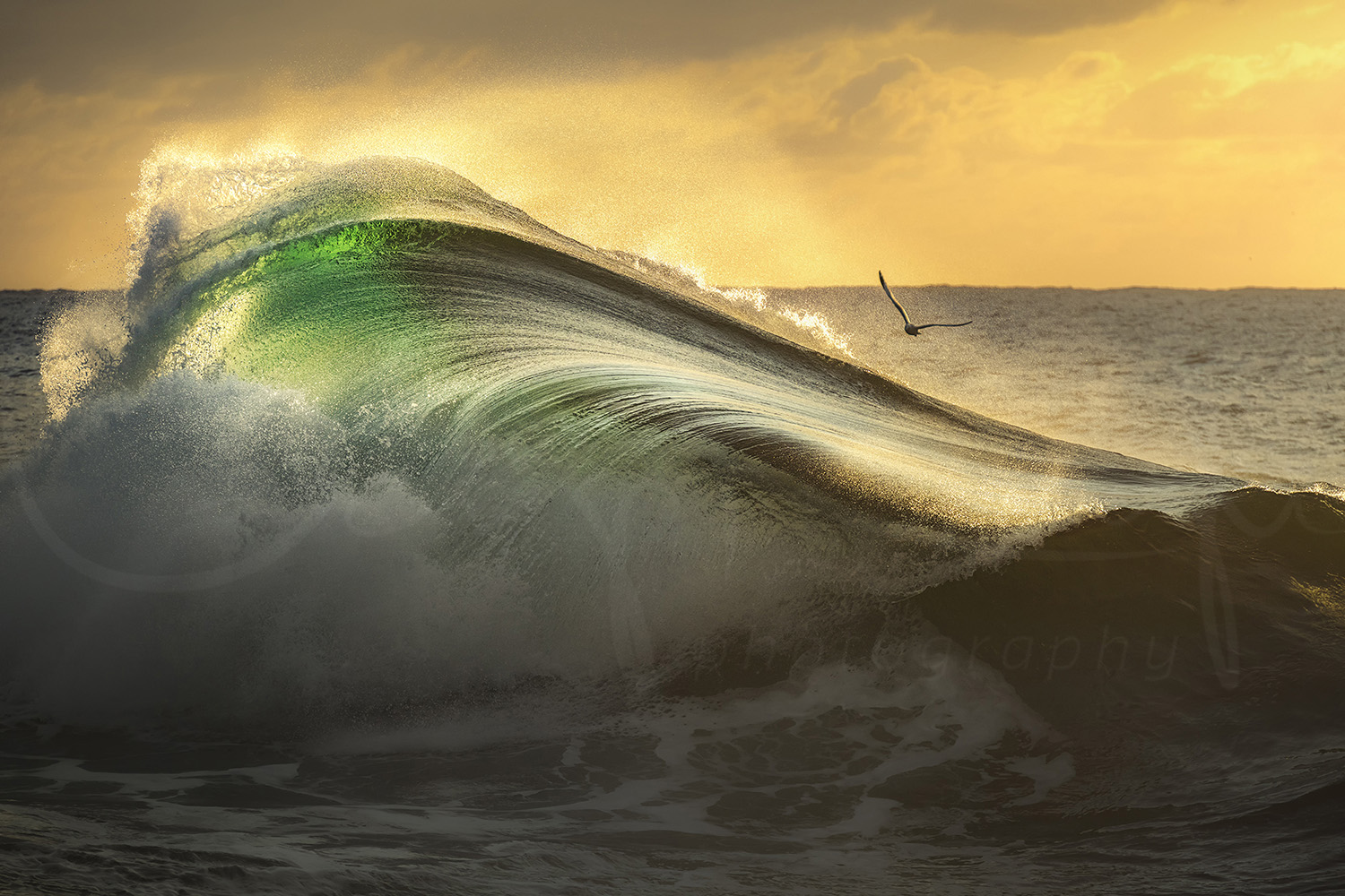Breaking ocean wave glowing in golden sunrise light in New South Wales, Australia, fine art ocean photography.