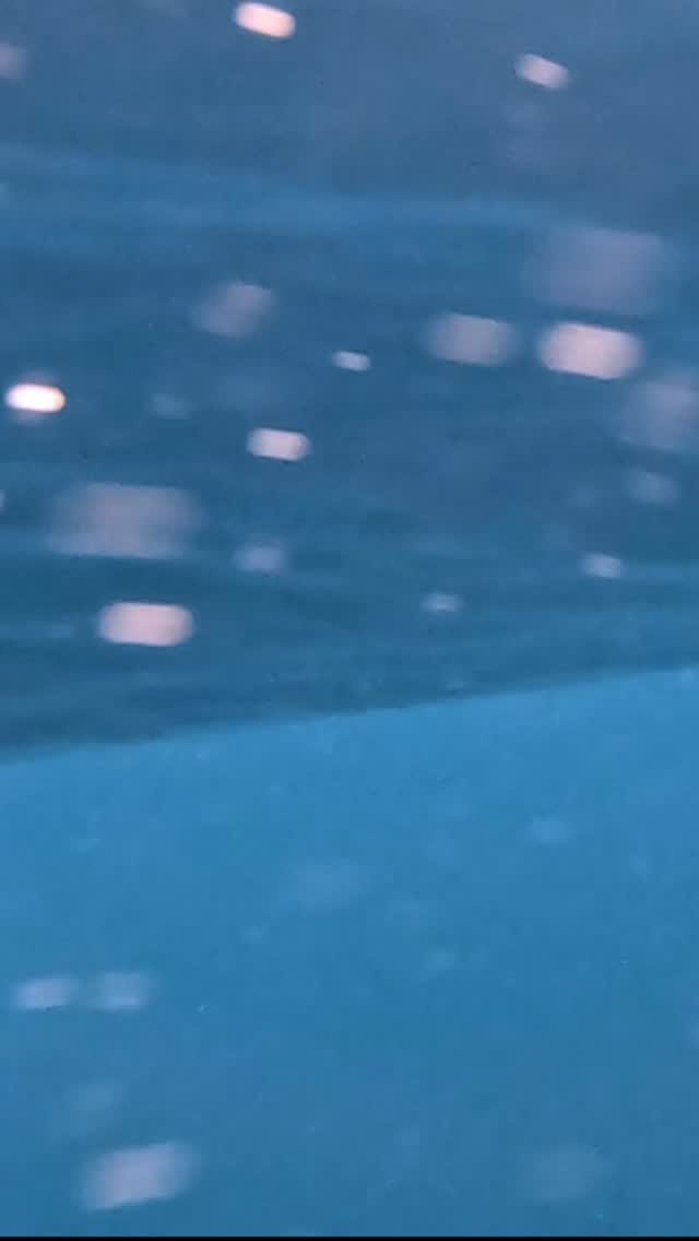 #dolphin #ocean #adventure #happylife #sunshine #Australia #seeaustralia #feelnsw  #exploreaustralia #nsw #underwater #sea #wildlife #discoverearth