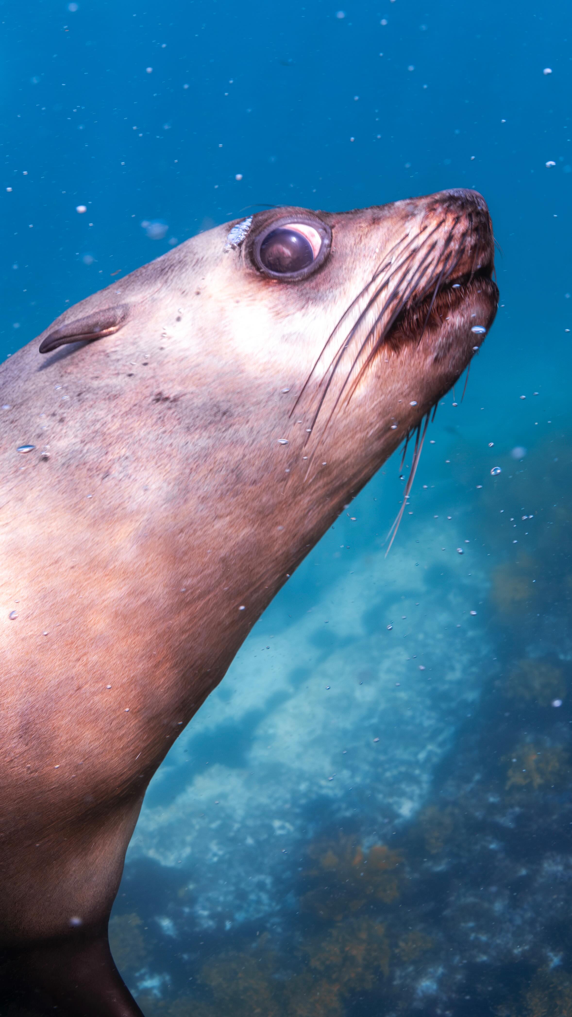 #seal #ocean #adventure #happylife #sunshine #Australia #seeaustralia #feelnsw  #exploreaustralia #nsw #underwater #sea #wildlife #discoverearth