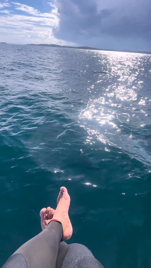 #dolphin #ocean #adventure #happylife #sunshine #Australia #seeaustralia #feelnsw  #exploreaustralia #nsw #underwater #sea #wildlife #discoverearth