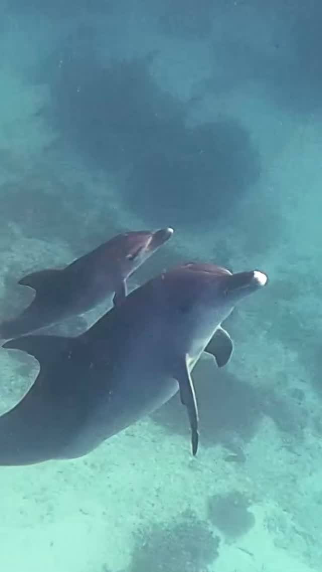 #ocean #friends #discoverearth #adventure #happylife #sunshine #underwater #sea #wildlife #ladyelliotisland #queensland  #discoverearth #coralreef 
#greatbarrierreef #diving #freediving #dolphins