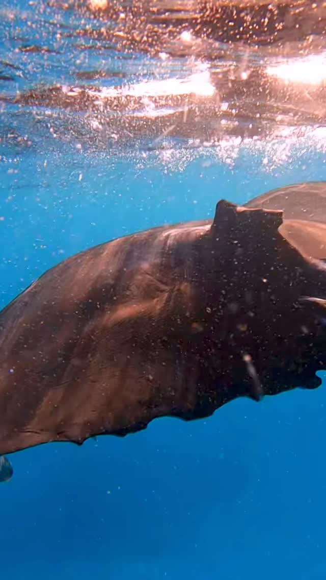 #Australia #seeaustralia #mantaray
