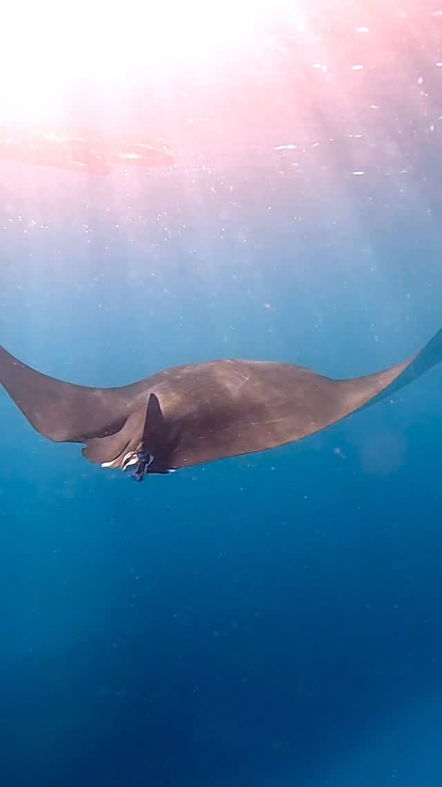#Australia #mantaray #ladyelliotisland