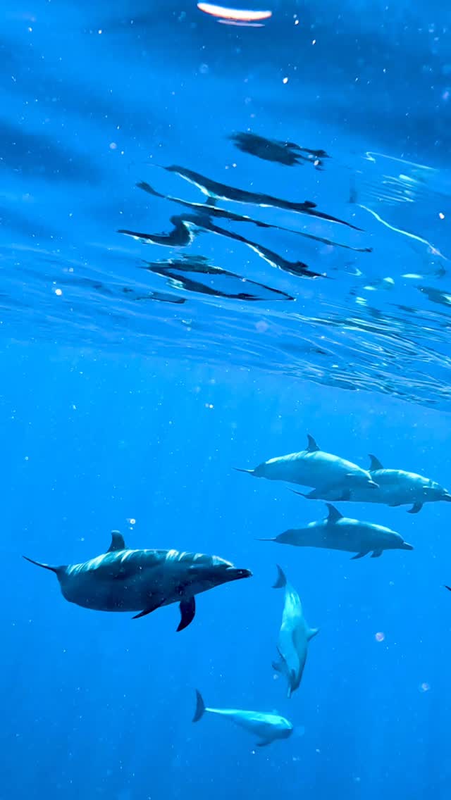 Swimming with pantropical spotted dolphins in Hawaii, a moment I’ll never forget.