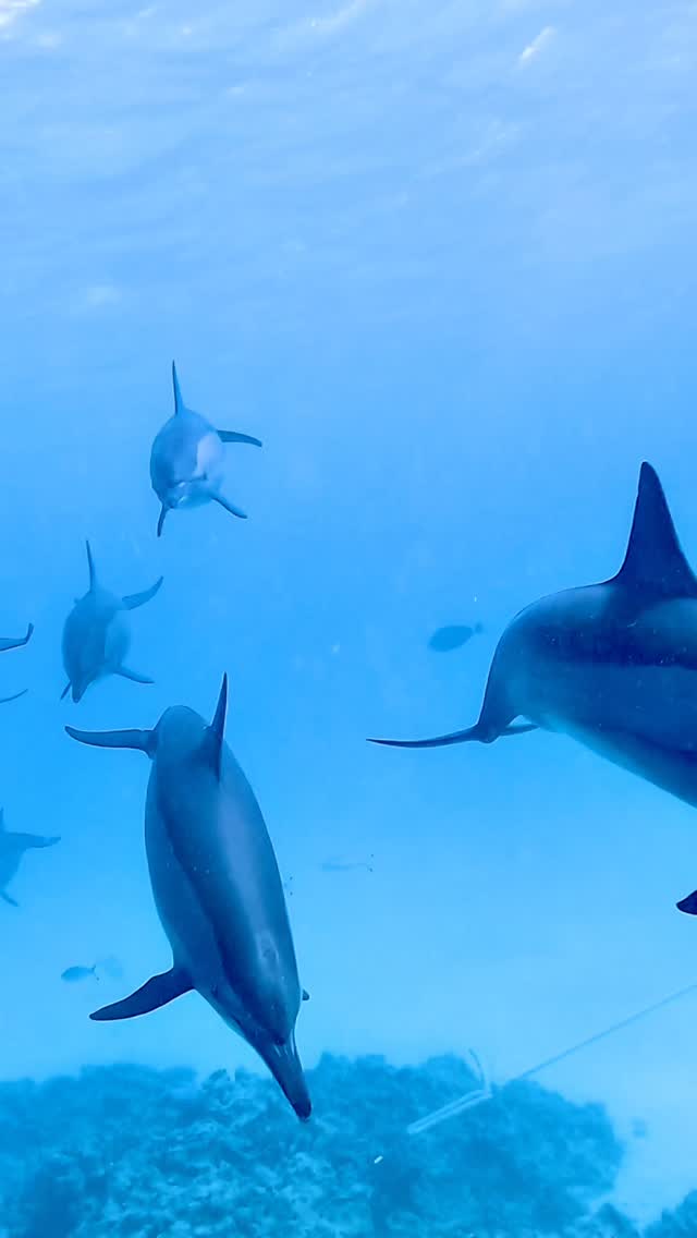 A pod of spinner dolphins cruising through crystal clear blue.