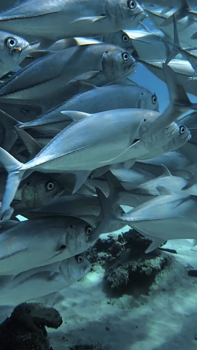 Lost inside a school of trevally 🐟

#ladyelliotisland