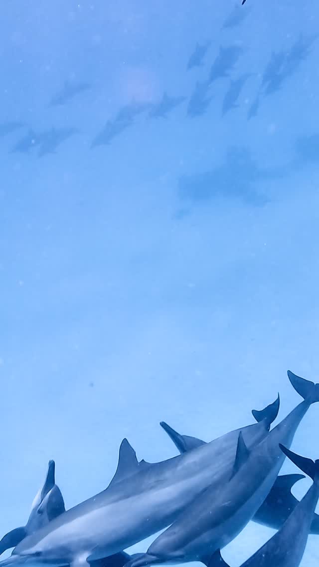 Ocean Therapy 🩵🐬