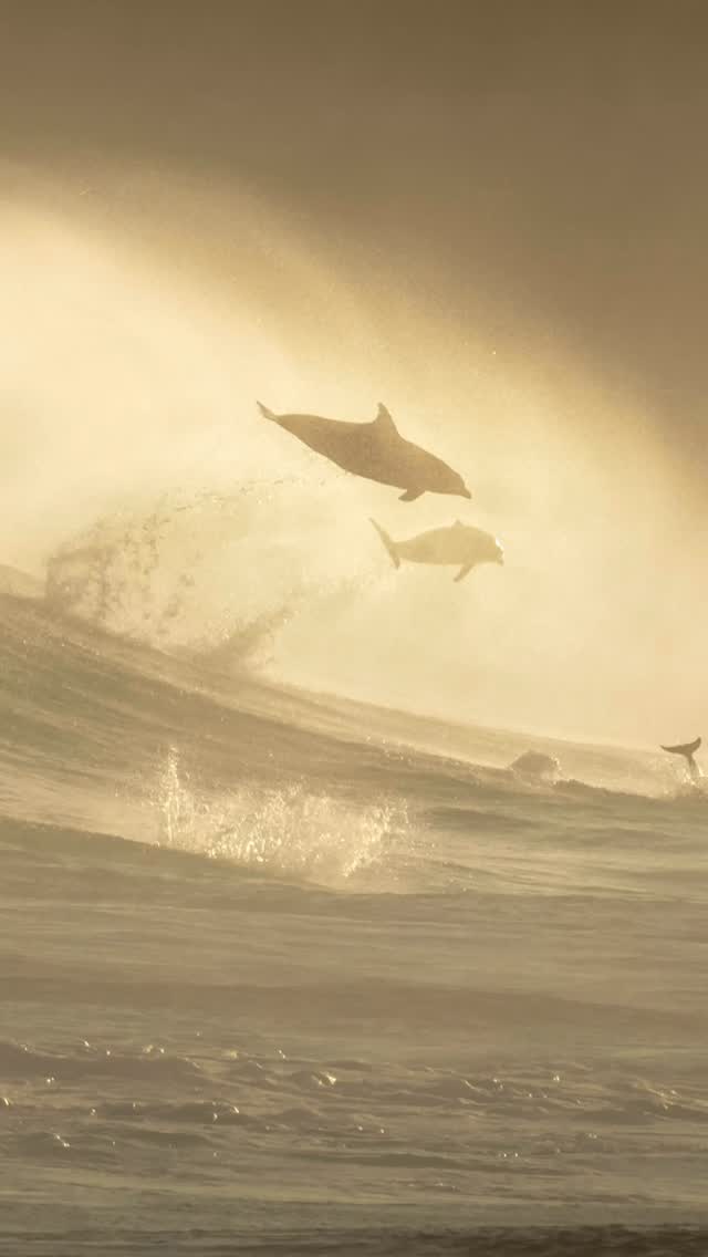 Golden spray, rolling surf, and dolphins in the air 🙌🏼