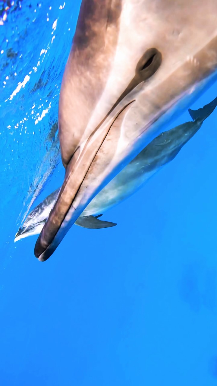 When our heartbeats synchronise 🩵🐬