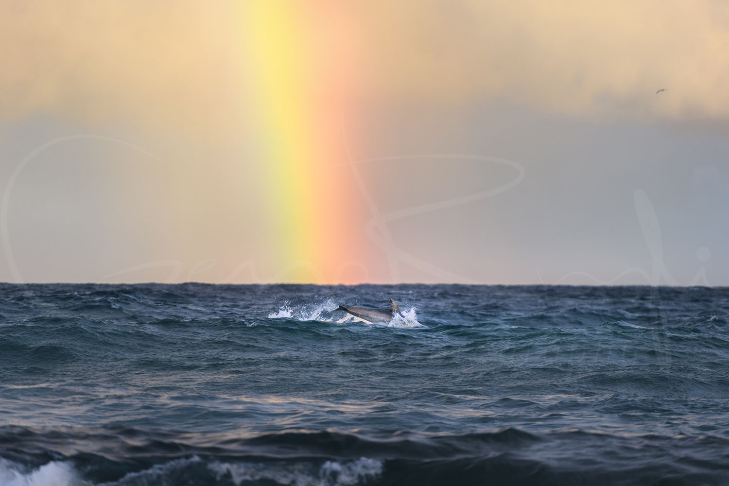 Agape - Dolphin swims beneath a vivid rainbow at Tamarama Beach, captured during a rare and deeply moving coastal encounter.
