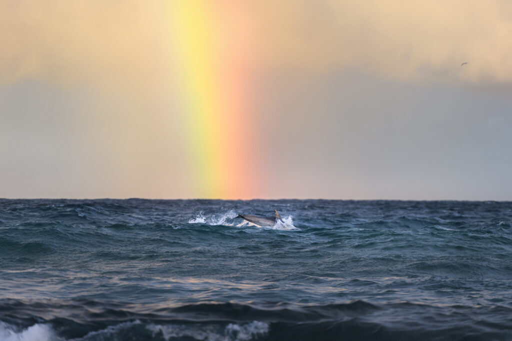 Agape - Dolphin swims beneath a vivid rainbow at Tamarama Beach, captured during a rare and deeply moving coastal encounter.
