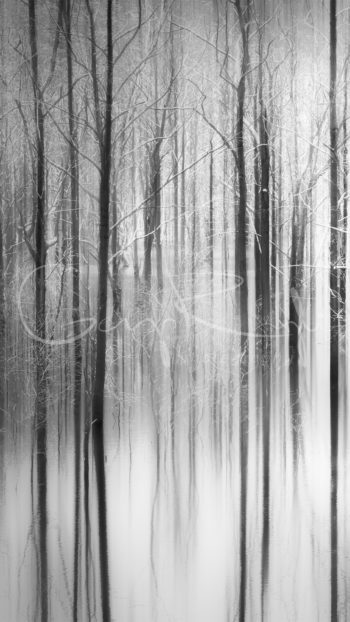 Gergo Rugli - Enchanted Forest