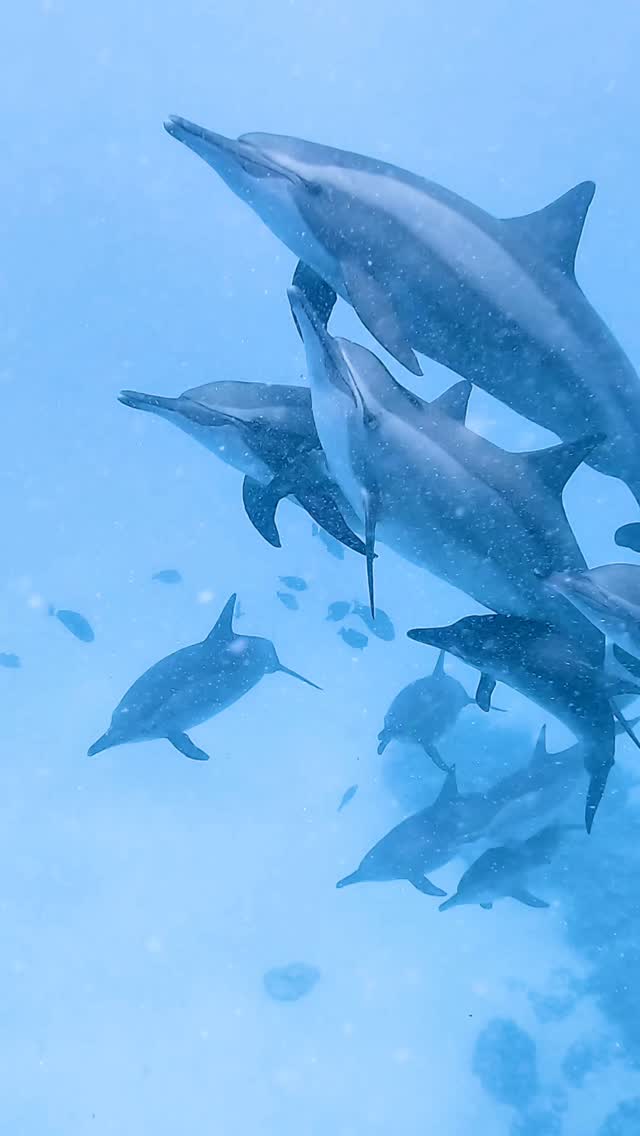 Close encounters with the dolphins of Sataya 🩵
