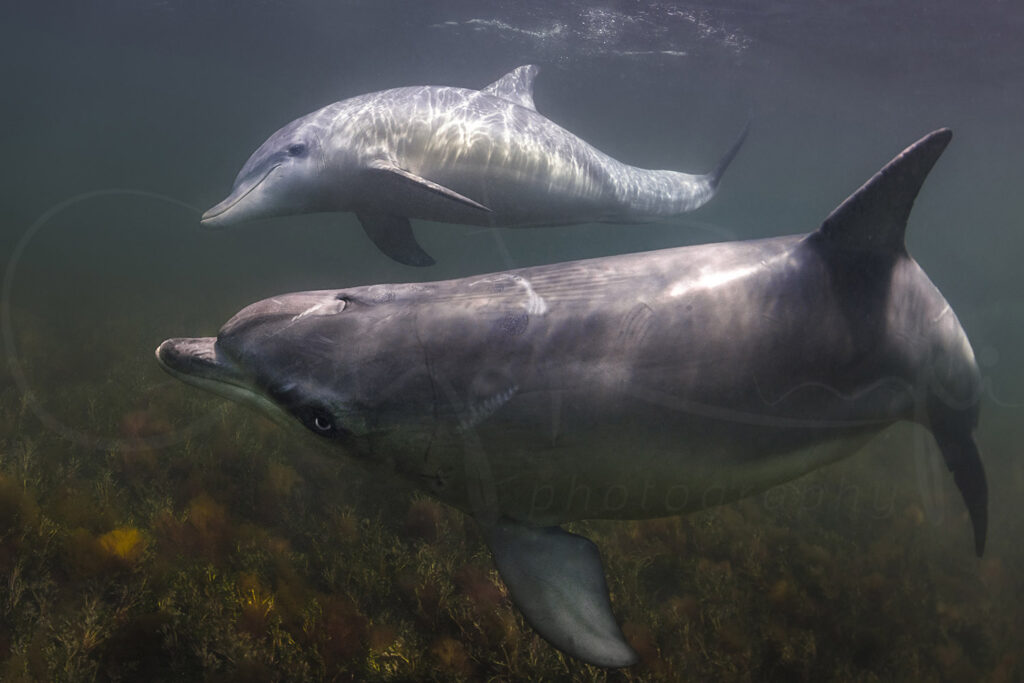Two bottlenose dolphins swimming together underwater in South Australia, captured in fine art ocean wildlife photography.