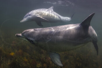 Two bottlenose dolphins swimming together underwater in South Australia, captured in fine art ocean wildlife photography.