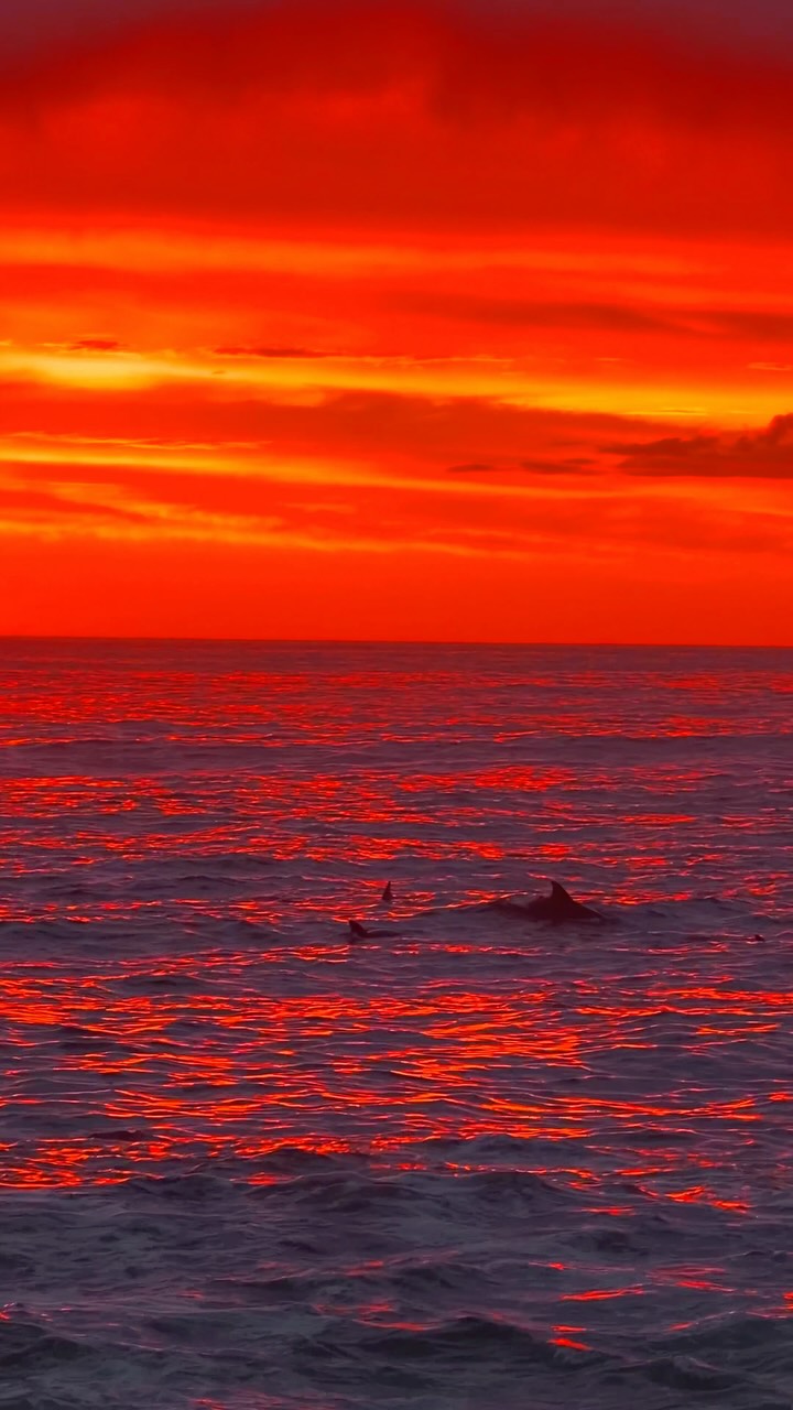 The kind of morning you wish could last forever ❤️🐬
