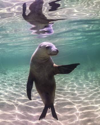 Australian sea lion swimming upright in clear water at Baird Bay, South Australia, underwater wildlife photography