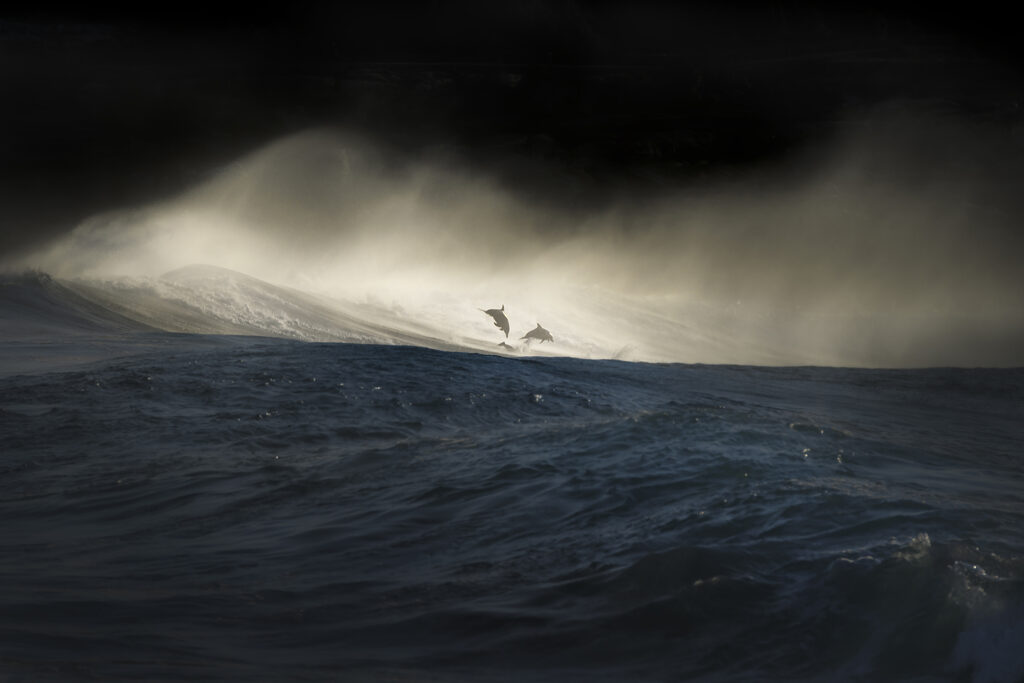 Rapture - Dolphins leaping through waves alongside surfers at Bronte Beach, capturing the spirit of joy, awareness, and coastal conservation.
