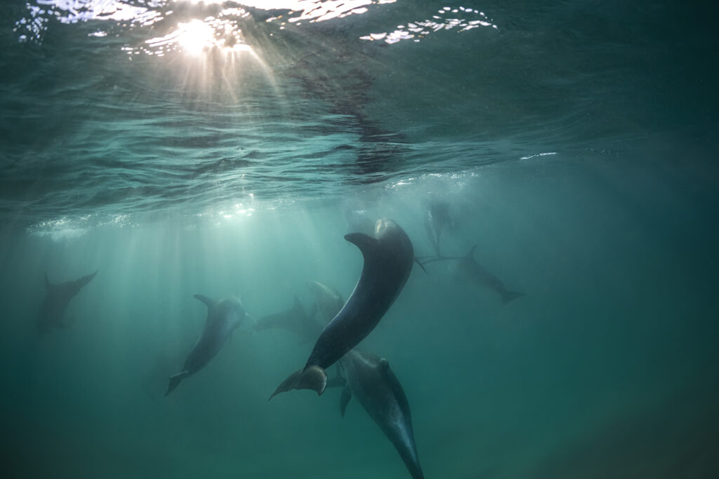 Angels of Tamarama – wild dolphins and powerful waves captured off Sydney’s coast, reflecting a rare moment of connection between humans and wildlife.
