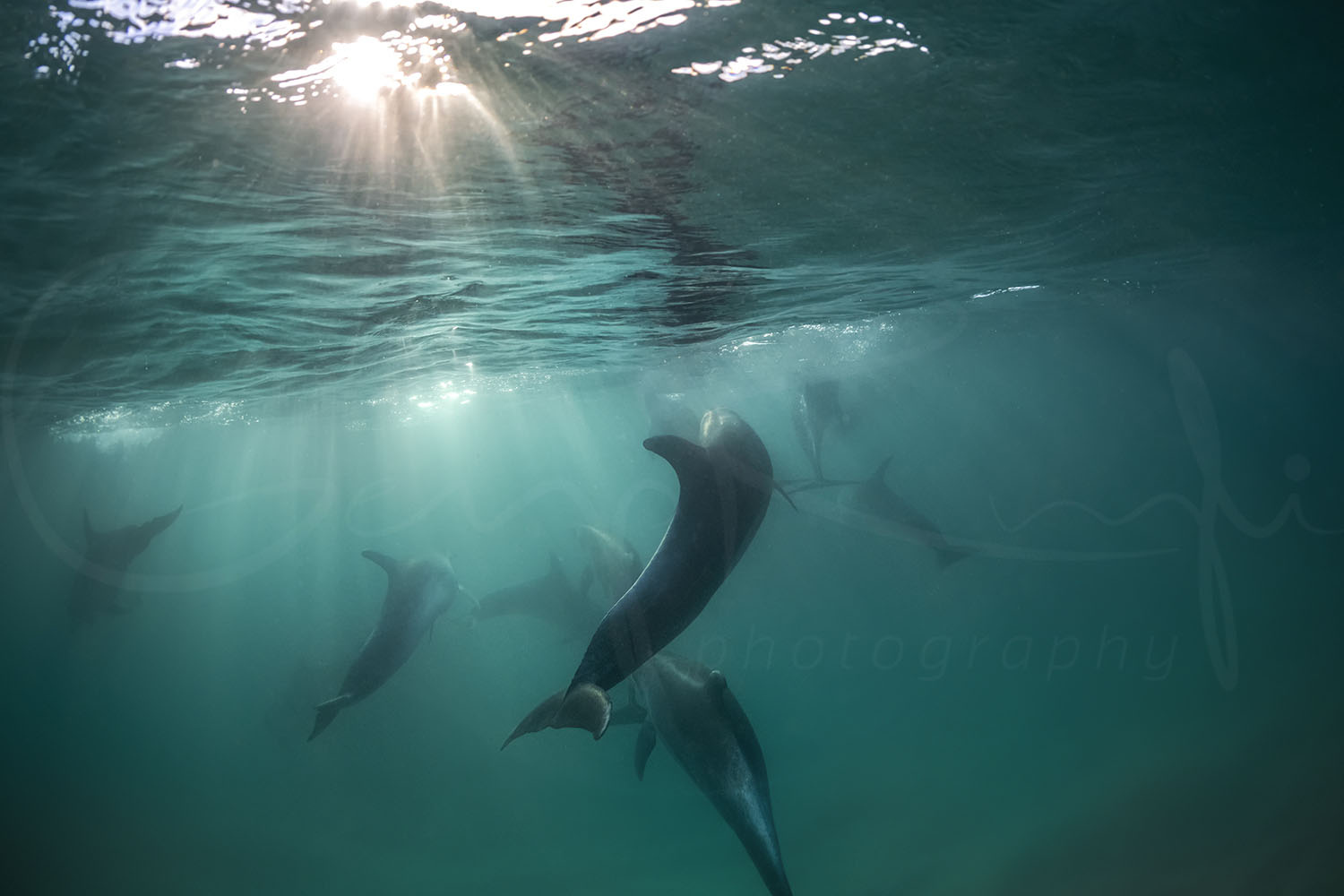 Angels of Tamarama – wild dolphins and powerful waves captured off Sydney’s coast, reflecting a rare moment of connection between humans and wildlife.