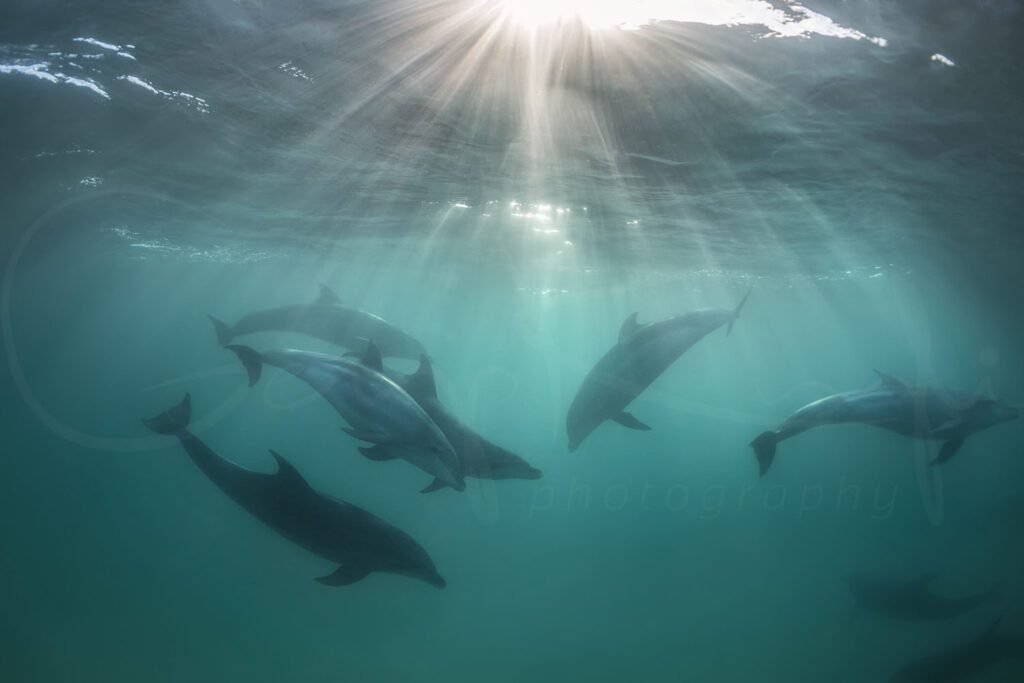 Angels of Tamarama – wild dolphins and powerful waves captured off Sydney’s coast, reflecting a rare moment of connection between humans and wildlife.