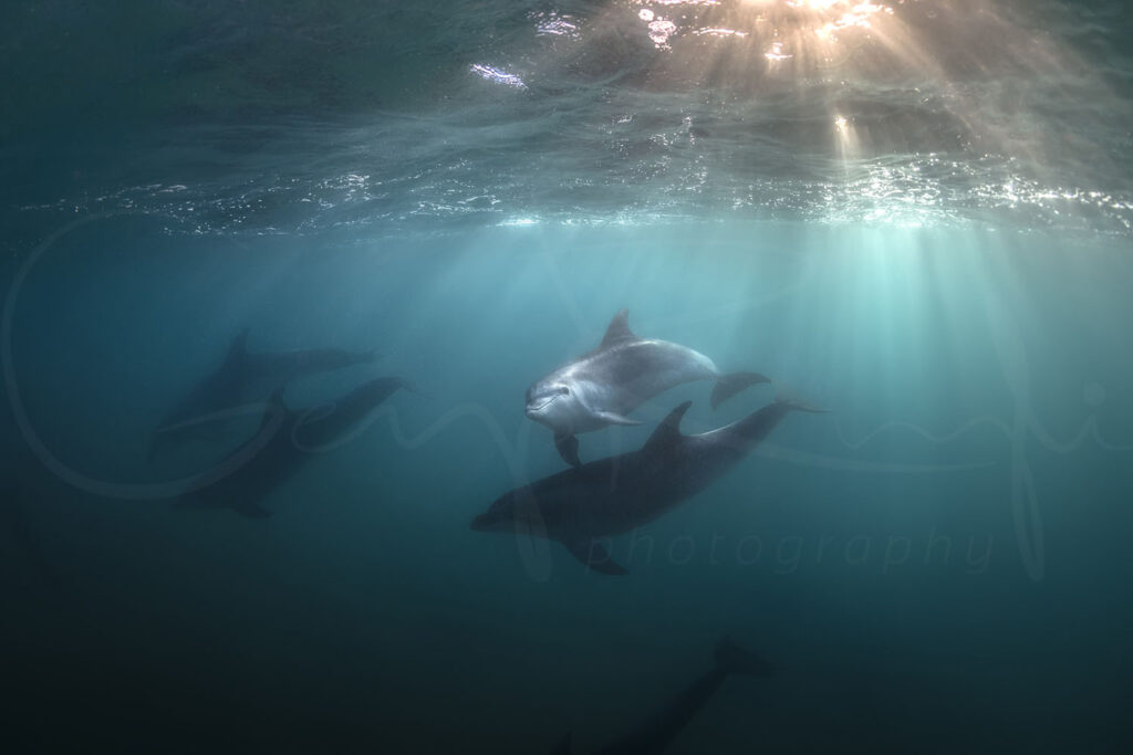 Angels of Tamarama – wild dolphins and powerful waves captured off Sydney’s coast, reflecting a rare moment of connection between humans and wildlife.