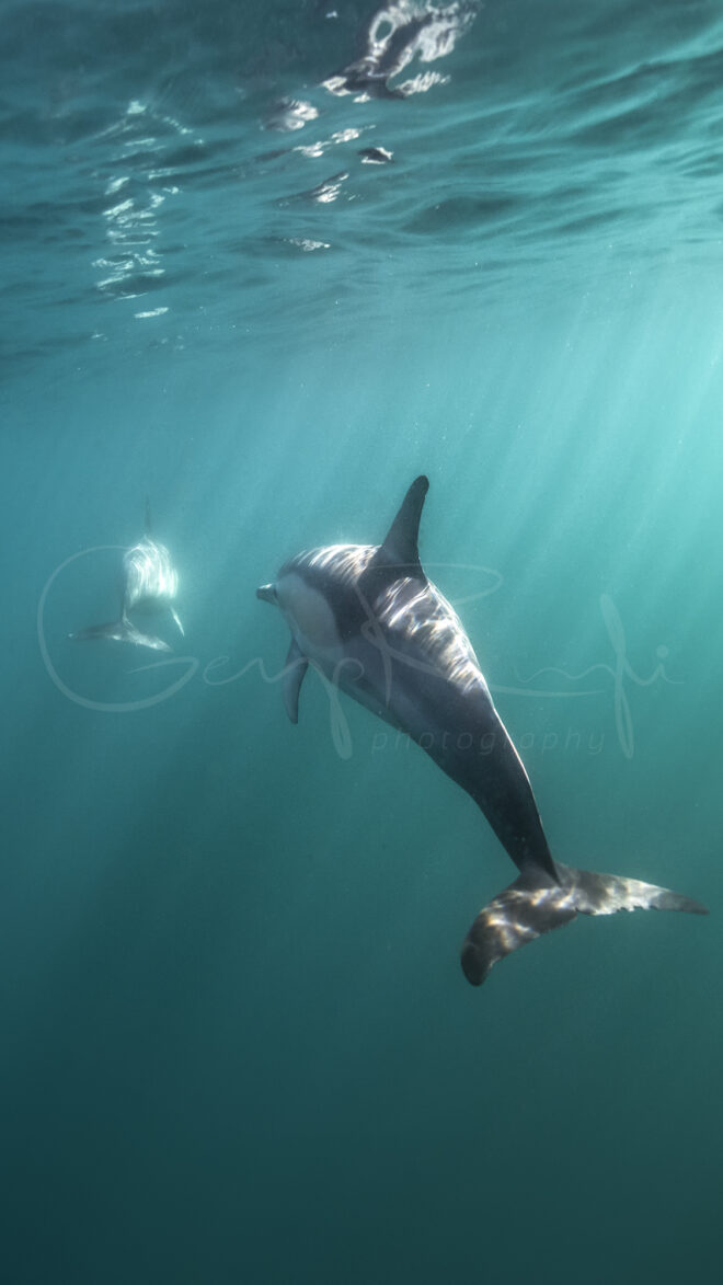 Gergo Rugli - Dolphin Swim