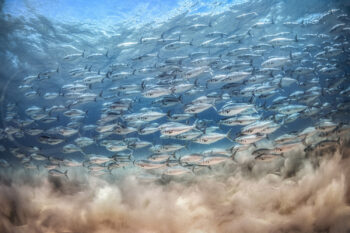 School of Australian salmon swimming underwater at Tamarama Beach, Sydney, ocean wildlife photography