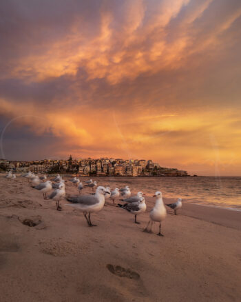 Seagulls gathered on Bondi Beach beneath a colourful sunset sky, Sydney, Australia, coastal wildlife photography.