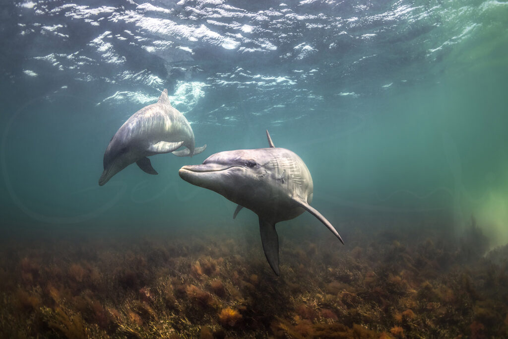 Bottlenose dolphins swimming above the seafloor in South Australia, captured in underwater marine wildlife photography.