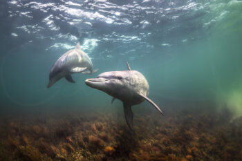 Bottlenose dolphins swimming above the seafloor in South Australia, captured in underwater marine wildlife photography.