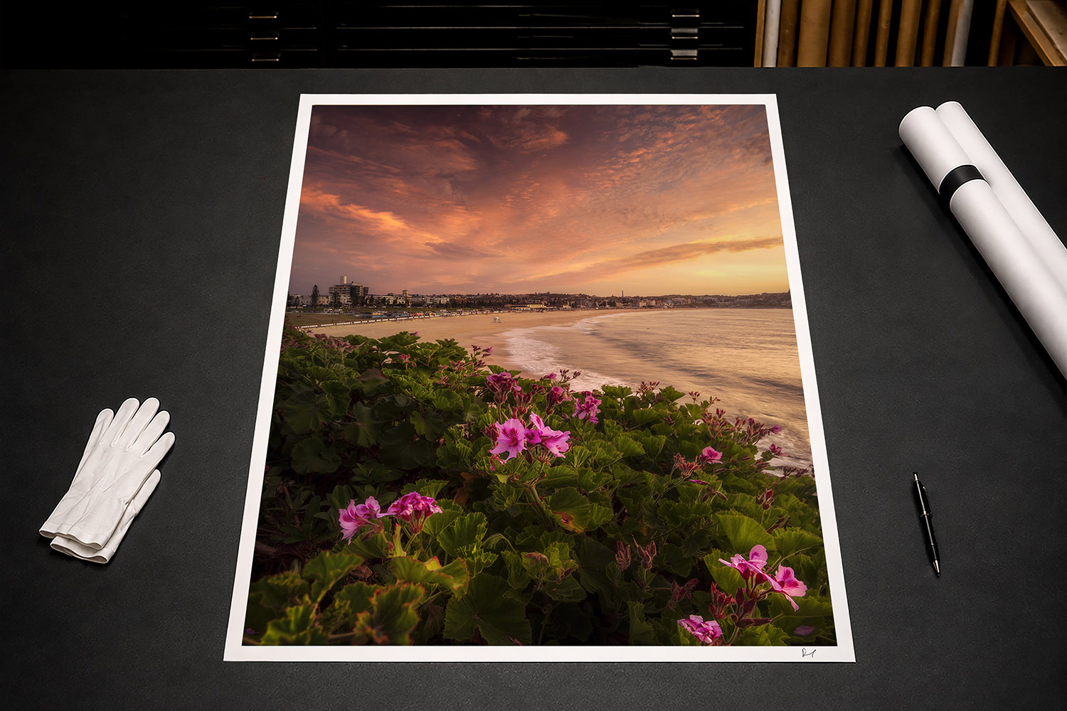Fine art photographic print of Bondi Beach at sunset with pink coastal flowers overlooking the Sydney coastline.