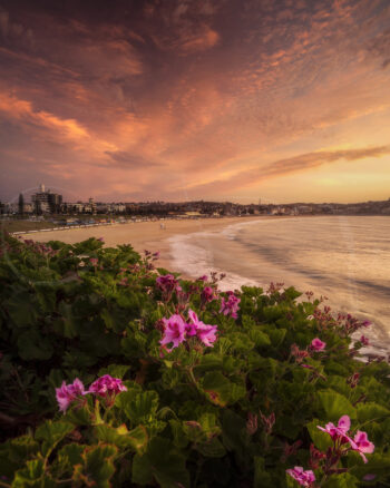 Bondi Beach at sunset with pink coastal flowers overlooking the shoreline and ocean, Sydney, Australia, fine art photography.