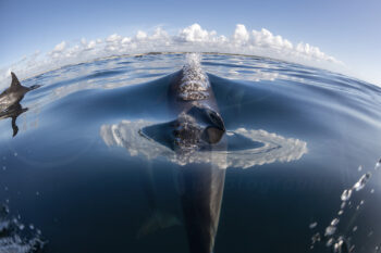 Common dolphins swimming at the surface in Port Stephens, Australia, captured in vibrant blue ocean waters.
