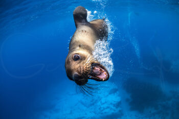 Australian fur seal swimming playfully underwater at Montague Island, NSW, marine wildlife photography