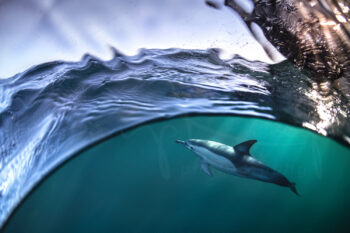 Common dolphin swimming just below the ocean surface in Port Stephens, Australia, captured in underwater wildlife photography.