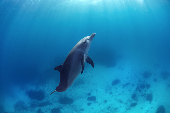 Sea Life Art - Homo Delphinus